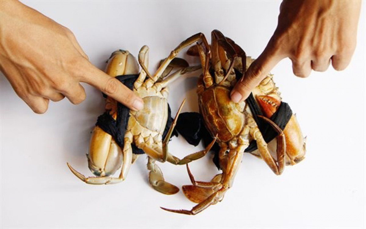 Ban da biet cach chon cua bien chac thit, gach dac beo ngay chua