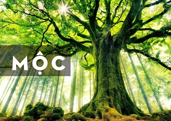 Lựa chọn màu hợp mệnh mộc để lộc lá ầm ầm chảy vào ví? Lua chon mau hop menh moc de loc la am am chay vao vi?