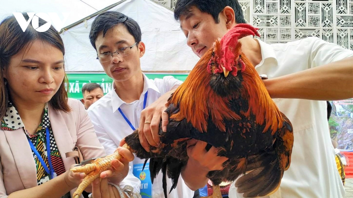 Gà trống 3 năm tuổi của Hội Nông dân xã Tiên Lãng nặng 4,5kg, trọng lượng lớn nhất tại hội thi.