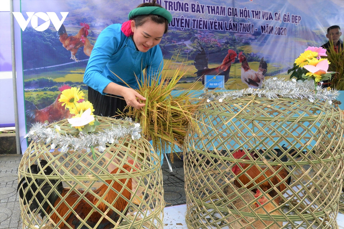 Các đội thi chọn những cặp gà đẹp nhất để đi thi.