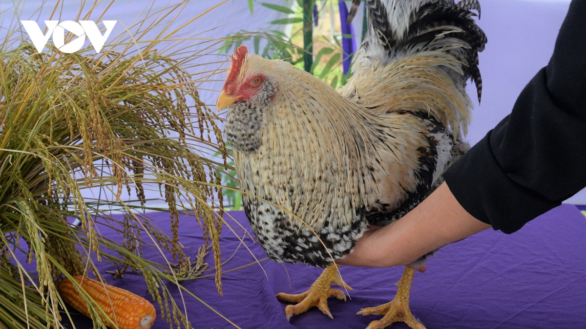 Gà Tiên Yên được chăn thả trên đồi, thức ăn chính là ngô, thóc.