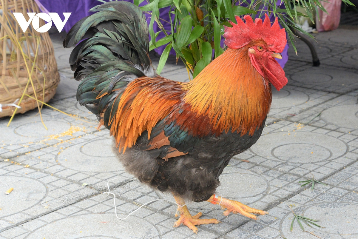 Chân dung "Vua gà" Tiên Yên lần thứ nhất - 2020.