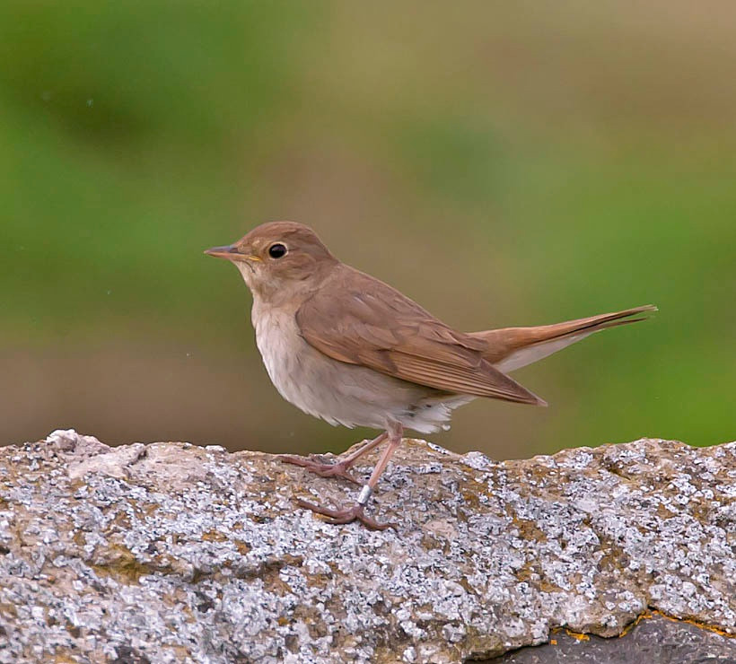  Tom Cruise: Trong lần phỏng vấn với Now, nam tài tử Nhiệm vụ bất khả thi chia sẻ loại mặt nạ dưỡng da của mình là từ phân chim sơn ca, cám gạo và nước. Dù nghe hơi rợn người, Tom rất yêu thích liệu pháp này và sẵn sàng trả 180 bảng/lần đắp mặt nạ phân chim. Ảnh: Time, Ebirds.