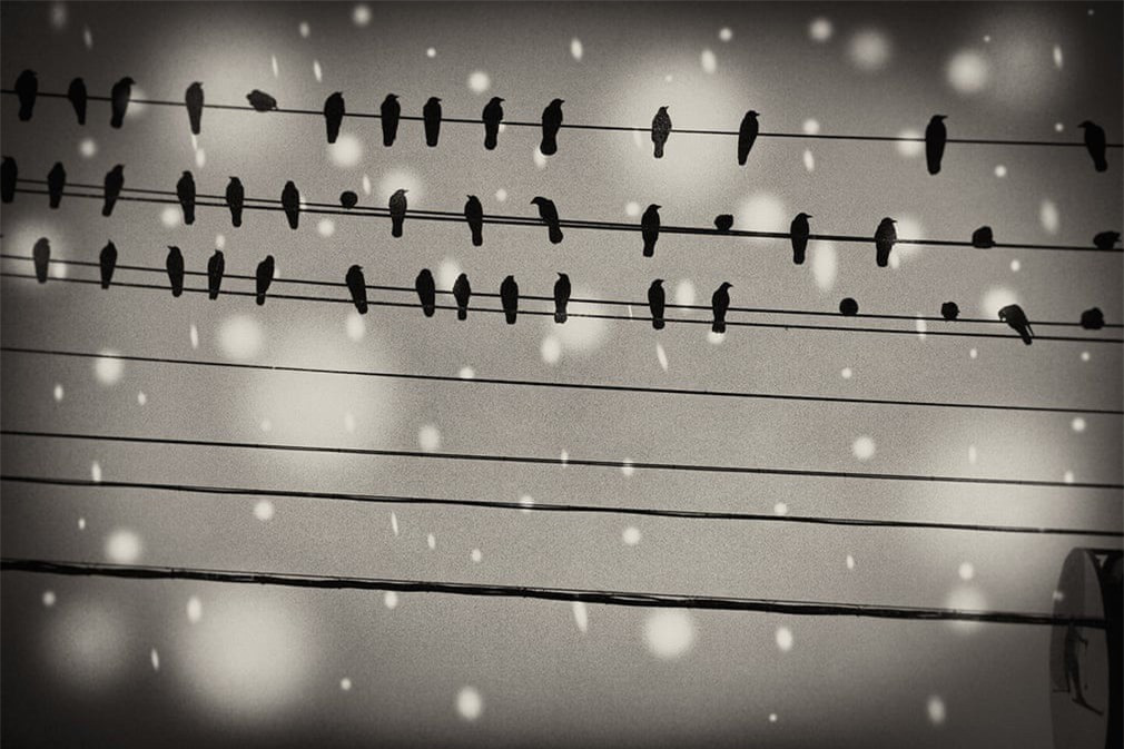 Thời điểm đó, Yukari Chikura lên đường với nỗi đau mất cha, sau trận động đất và sóng thần. Nhiếp ảnh gia này nhớ về lời kể của người cha quá cố: “Hãy tìm đến ngôi làng ẩn sâu trong tuyết trắng” nên quyết định tới đó. Trong hình, loài chim thần thoại Yatagarasu tượng trưng cho "thần dẫn đường” và là “hóa thân của Mặt Trời”.