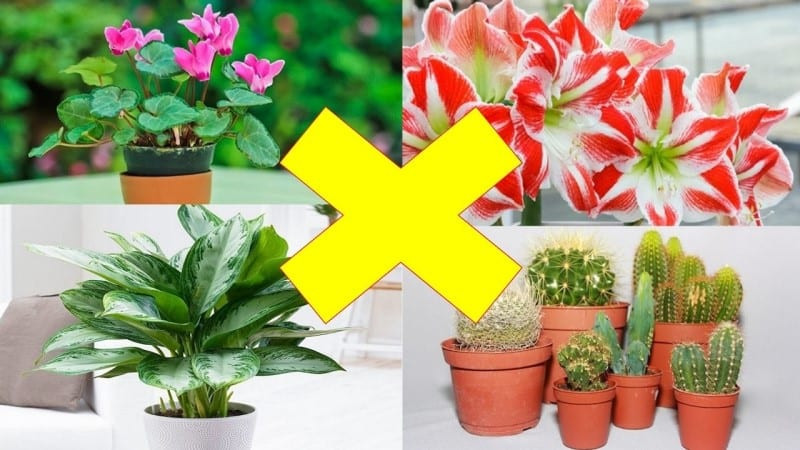 Loai cay khien than Tai cau gian bo di, hung tinh duoc da quay pha