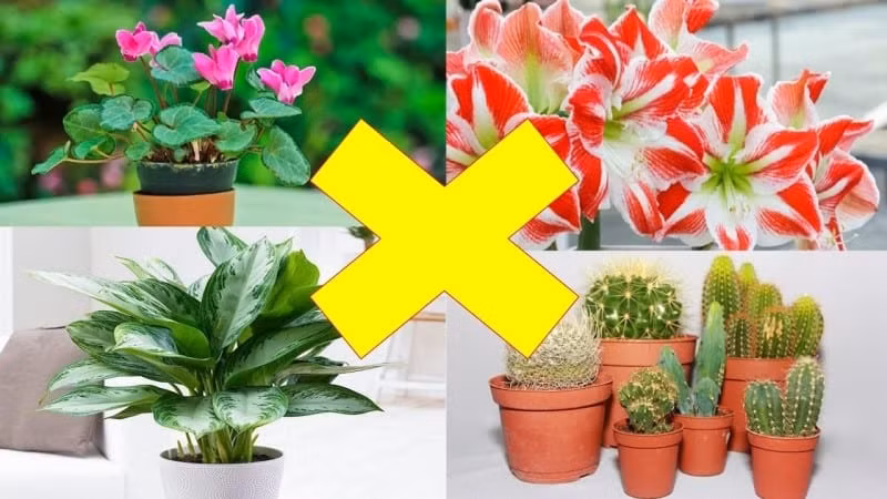 Loai cay khien than Tai cau gian bo di, hung tinh duoc da quay pha