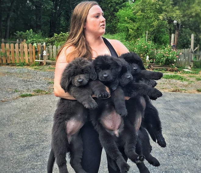  Mackenzie Makatche (28 tuổi, sống ở Pennsylvania, Mỹ) và đàn chó của cô từng trở thành hiện tượng meme (nhân vật trong các bức ảnh chế) nổi tiếng sau bức ảnh được chụp vào năm 2018. Bức hình ghi lại biểu cảm đáng yêu, hài hước của những chú cún được chủ bế bổng, nhận về hàng nghìn lượt retweet và bình luận của người dùng Twitter.