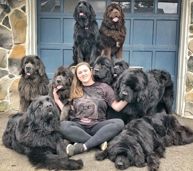 Hai năm sau khoảnh khắc nổi tiếng bất ngờ, đàn chó của Mackenzie giờ đây đã lớn hơn. Số lượng chó được cô gái 28 tuổi nhận nuôi cũng tăng lên 9 con. Ba trong số này đã được đào tạo để trở thành những chú chó trị liệu, được gửi đến các trung tâm y tế, bệnh viện hỗ trợ quá trình điều trị, hồi phục cho bệnh nhân ung thư, trầm cảm.