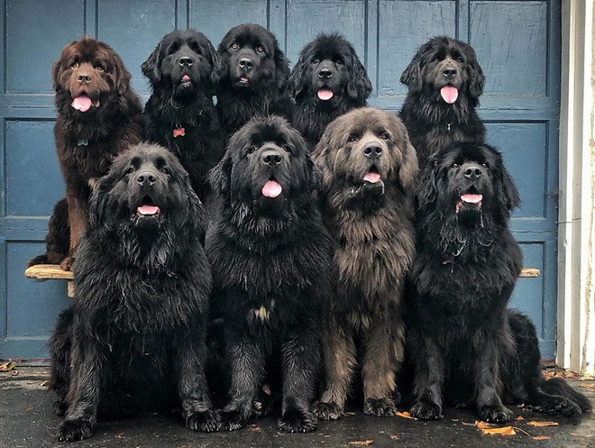 Thành lập tổ chức động vật trị liệu phi lợi nhuận cũng là ước mơ của mẹ Mackenzie - một người rất yêu động vật và từng nhận nuôi 7 chú chó trước khi mất. "The Newf Crew rất có ý nghĩa với tôi và mẹ", Mackenzie nói.