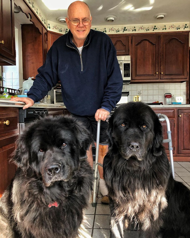 Mỗi tuần, cô gái 28 tuổi cùng chồng lại đưa những chú chó trị liệu đến các bệnh viện và trung tâm chăm sóc sức khỏe địa phương. Hình ảnh các bệnh nhân vui vẻ chơi đùa, chăm sóc vật nuôi khiến Mackenzie càng có thêm động lực để duy trì và phát triển The Newf Crew. 9X cho biết sắp tới cô tiếp tục gửi thêm 4 chú chó đến các trung tâm đào tạo động vật trị liệu.