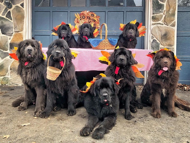 Mackenzie còn cùng chồng thành lập tổ chức từ thiện The Newf Crew - nơi chuyên cung cấp các phương pháp chữa bệnh bằng động vật trị liệu. Mackenzie gọi những chú chó được gia đình cô nhận nuôi gồm Guinness, Murphy, Storm, Skyy, Aisling, Oliver, Belle, Duncan và Coeli, là "phương thuốc kỳ diệu" giúp an ủi, chữa lành vết thương tâm hồn cho những bệnh nhân và người thân của họ.