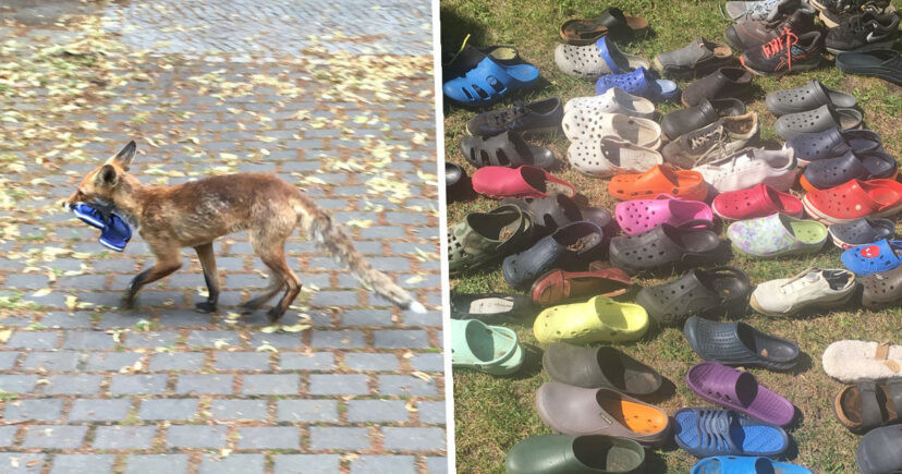 Bắt được 'thủ phạm' ăn cắp hơn 100 đôi dép khiến dân làng ngỡ ngàng