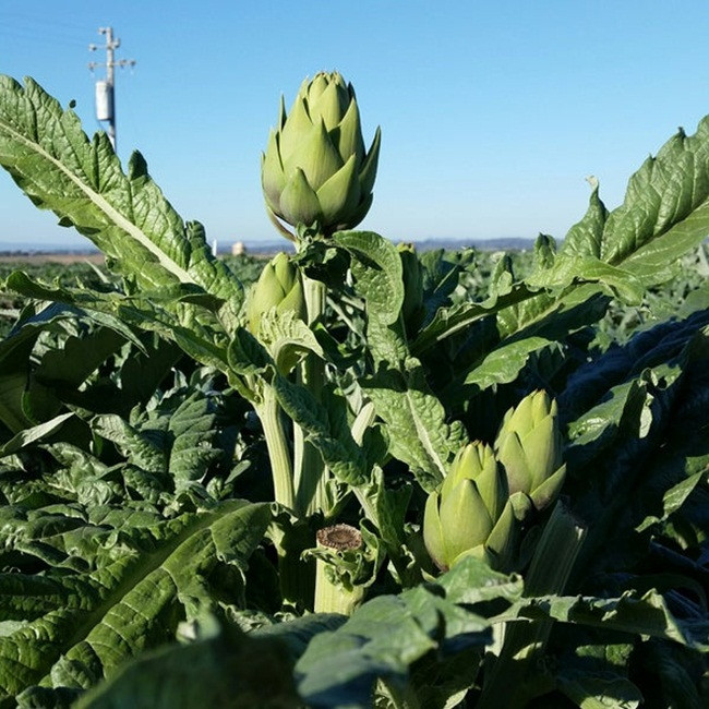 Thứ rau giải độc mát gan, có nhiều ở Việt Nam giá cao ngất ngưởng - Hình 4 Thu rau giai doc mat gan, co nhieu o Viet Nam gia cao ngat nguong-Hinh-4