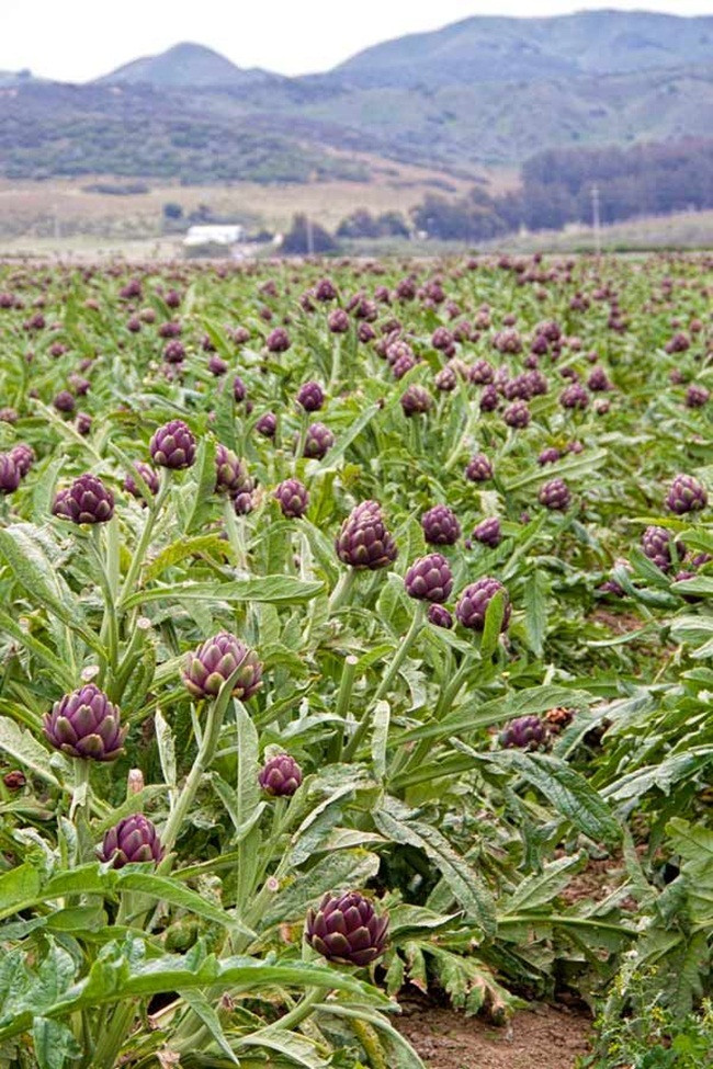 Thứ rau giải độc mát gan, có nhiều ở Việt Nam giá cao ngất ngưởng - Hình 5 Thu rau giai doc mat gan, co nhieu o Viet Nam gia cao ngat nguong-Hinh-5