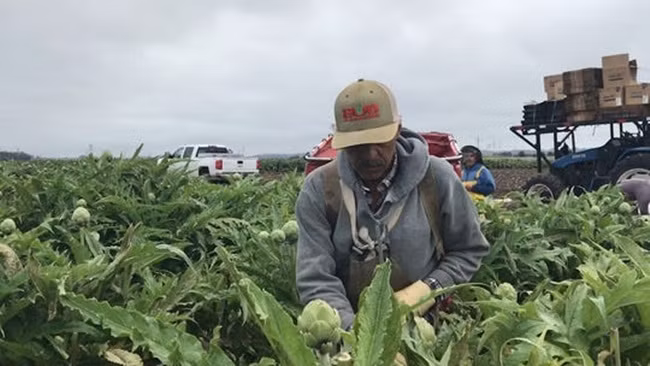 Thu rau giai doc mat gan, co nhieu o Viet Nam gia cao ngat nguong-Hinh-9