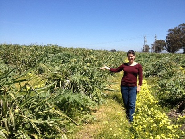 Thứ rau giải độc mát gan, có nhiều ở Việt Nam giá cao ngất ngưởng - Hình 2 Thu rau giai doc mat gan, co nhieu o Viet Nam gia cao ngat nguong-Hinh-2