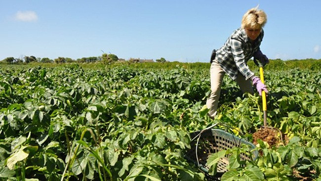 Thứ rau giải độc mát gan, có nhiều ở Việt Nam giá cao ngất ngưởng - Hình 12 Thu rau giai doc mat gan, co nhieu o Viet Nam gia cao ngat nguong-Hinh-12