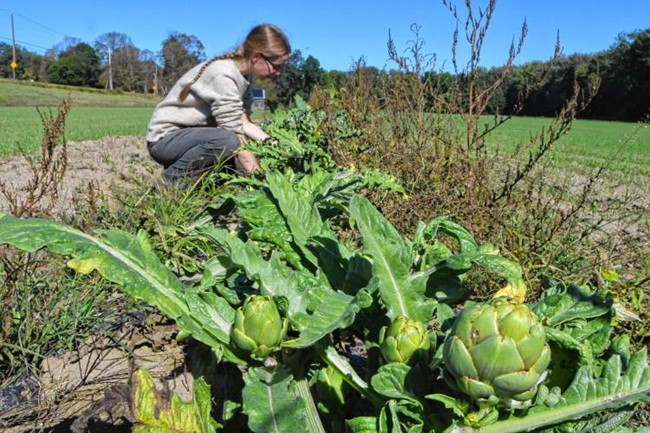 Thứ rau giải độc mát gan, có nhiều ở Việt Nam giá cao ngất ngưởng - Hình 3 Thu rau giai doc mat gan, co nhieu o Viet Nam gia cao ngat nguong-Hinh-3