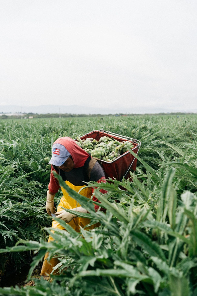 Thứ rau giải độc mát gan, có nhiều ở Việt Nam giá cao ngất ngưởng - Hình 7 Thu rau giai doc mat gan, co nhieu o Viet Nam gia cao ngat nguong-Hinh-7