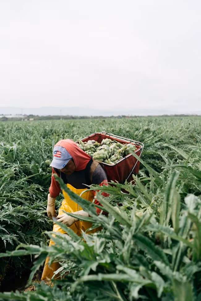 Thu rau giai doc mat gan, co nhieu o Viet Nam gia cao ngat nguong-Hinh-7