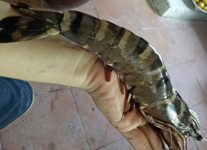 Ca nuoi ao gan mac ca song, chieu trao lua ban gao Dien Bien-Hinh-6