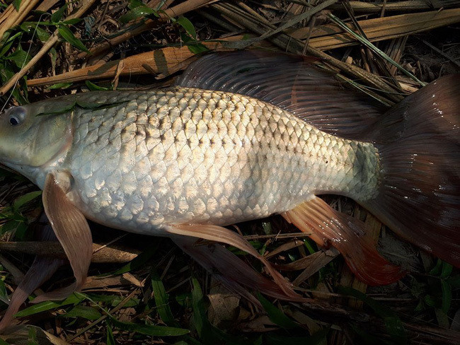 Ca nuoi ao gan mac ca song, chieu trao lua ban gao Dien Bien