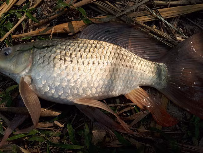 Ca nuoi ao gan mac ca song, chieu trao lua ban gao Dien Bien