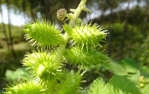 Thai giam ke ve thu khong the thieu khi phuc vu cac phi tan-Hinh-3