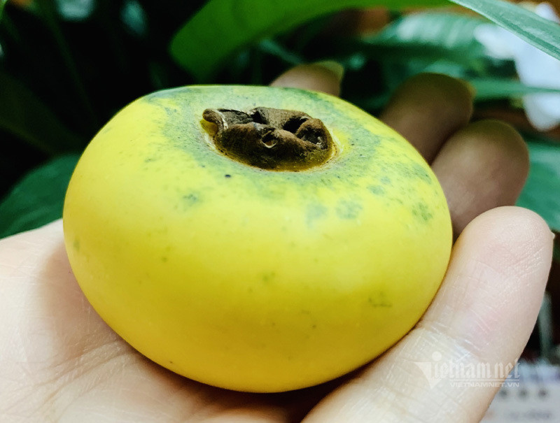 Loai qua vang uom thom lung, ngay ban ca ta lai tien trieu