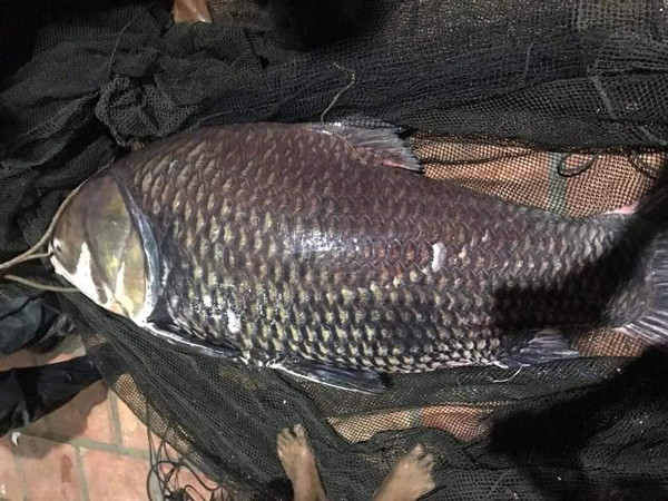 Ca ho khung nang hon 100kg van ban bat chap lenh cam