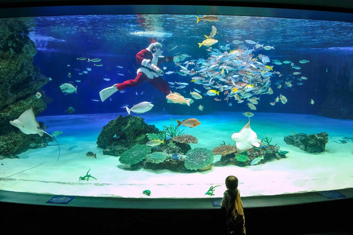 Thợ lặn trong trang phục Santa Claus đang bơi cùng lũ cá tại thủy cung Sunshine ở thủ đô Tokyo (Nhật Bản) trước sự ngắm nhìn của một em bé.