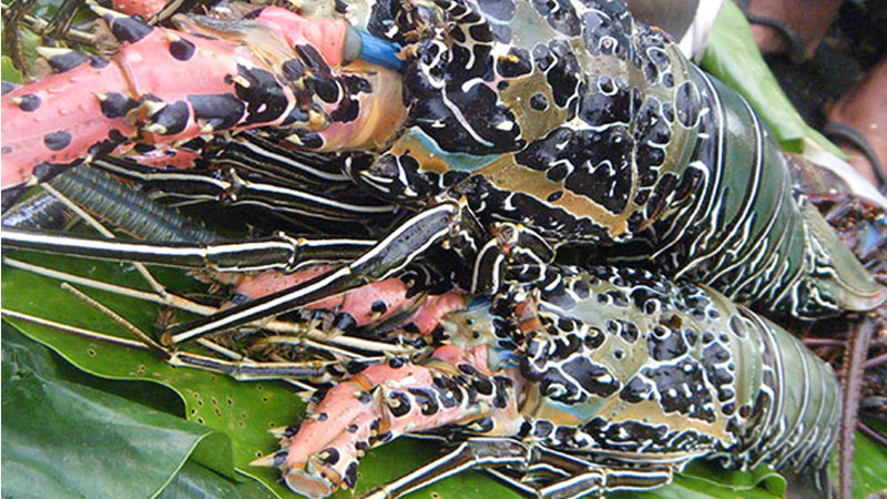 Cach phan biet 5 loai tom hum de khong bi chat chem-Hinh-4