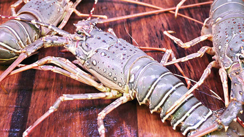 Cach phan biet 5 loai tom hum de khong bi chat chem-Hinh-5