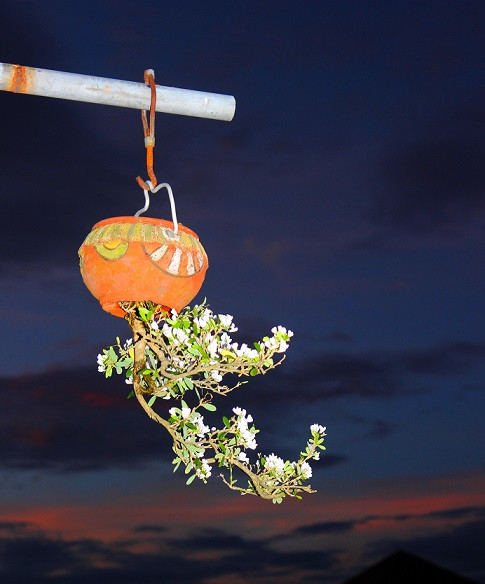 Ngam dan bonsai moc nguoc cuc doc la cua lao gan xu Quang-Hinh-10