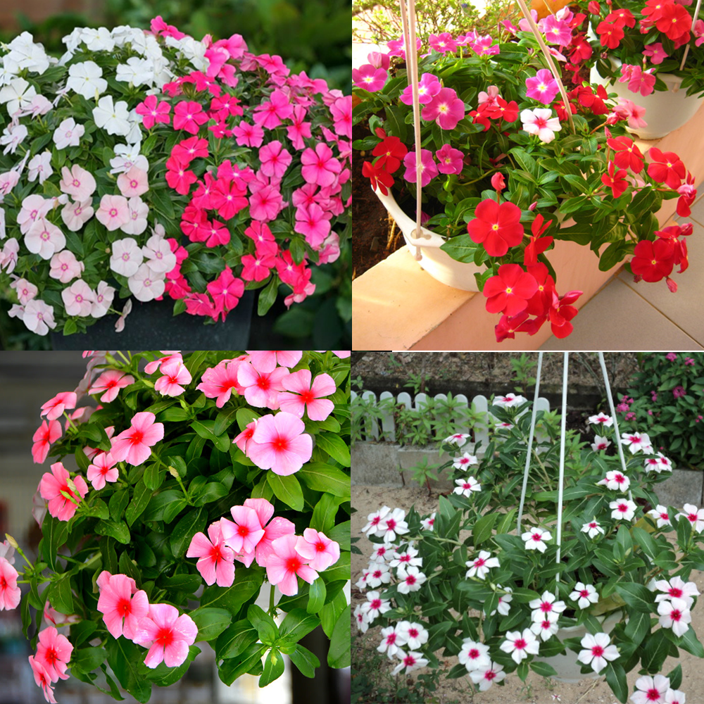 Trang trí nhà đẹp với các loài hoa tươi dễ trồng - Hình 3 Trang tri nha dep voi cac loai hoa tuoi de trong-Hinh-3