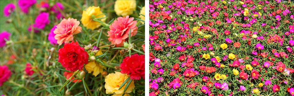 Trang trí nhà đẹp với các loài hoa tươi dễ trồng - Hình 6 Trang tri nha dep voi cac loai hoa tuoi de trong-Hinh-6