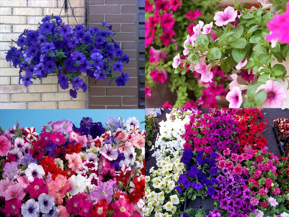 Trang trí nhà đẹp với các loài hoa tươi dễ trồng - Hình 4 Trang tri nha dep voi cac loai hoa tuoi de trong-Hinh-4