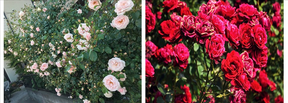 Trang trí nhà đẹp với các loài hoa tươi dễ trồng Trang tri nha dep voi cac loai hoa tuoi de trong