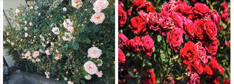 Trang tri nha dep voi cac loai hoa tuoi de trong