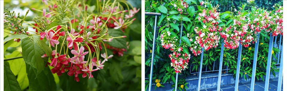 Trang trí nhà đẹp với các loài hoa tươi dễ trồng - Hình 2 Trang tri nha dep voi cac loai hoa tuoi de trong-Hinh-2