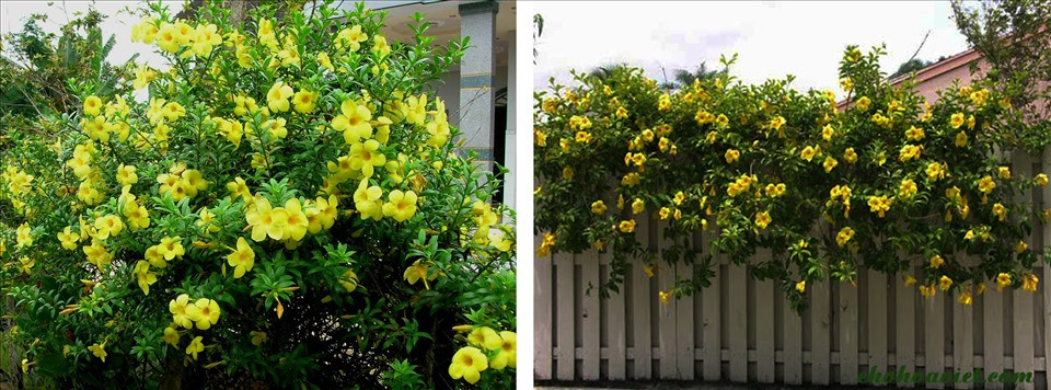 Trang trí nhà đẹp với các loài hoa tươi dễ trồng - Hình 5 Trang tri nha dep voi cac loai hoa tuoi de trong-Hinh-5