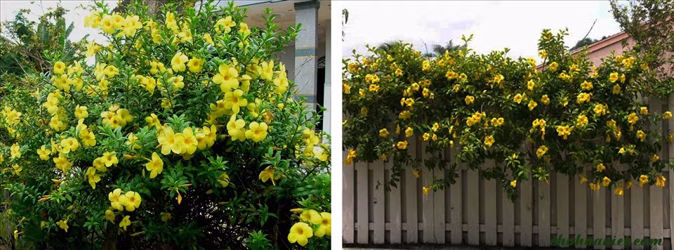 Trang tri nha dep voi cac loai hoa tuoi de trong-Hinh-5