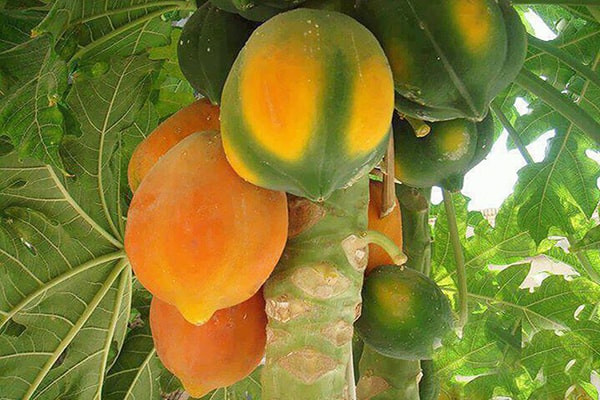 Muốn mua đu đủ không hóa chất, bỏ túi ngay bí quyết này Muon mua du du khong hoa chat, bo tui ngay bi quyet nay