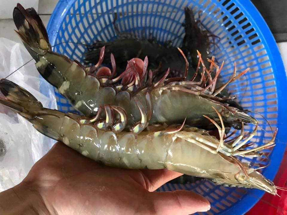 Tom su khong lo ngang co tay gia hon trieu dong/kg van 'chay hang'-Hinh-5