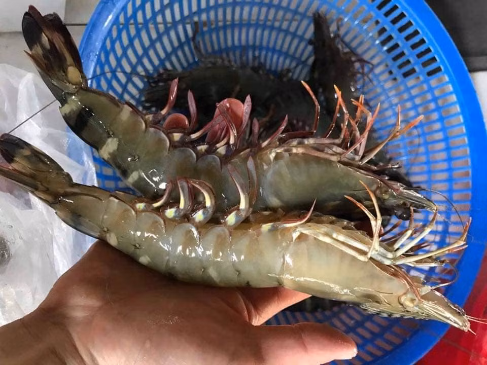 Tom su khong lo ngang co tay gia hon trieu dong/kg van 'chay hang'-Hinh-5