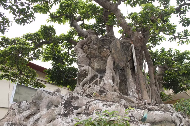 Dan sieu cay trieu do, doi dat, doi nha cung khong the so huu-Hinh-5