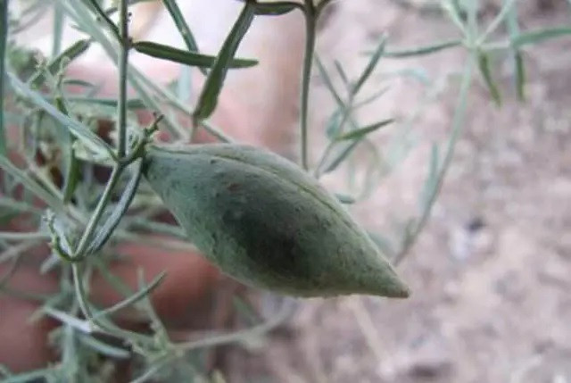 Ken sau an duoc moc tren cay co gia hon nua trieu dong-Hinh-2