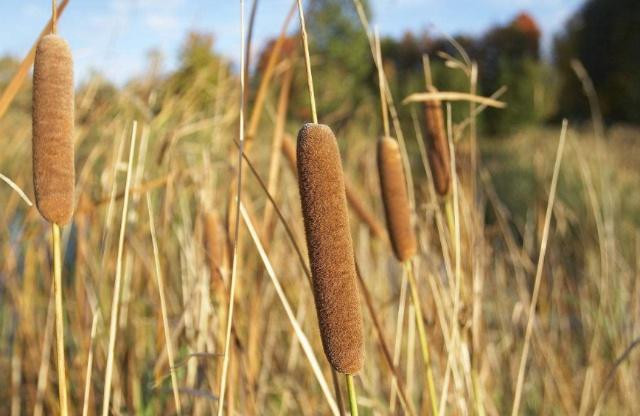 Hai xuc xich tren dong co dem ban, thu gan 200 nghin/kg-Hinh-4