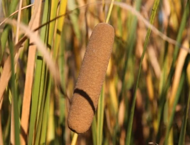 Hai xuc xich tren dong co dem ban, thu gan 200 nghin/kg-Hinh-3