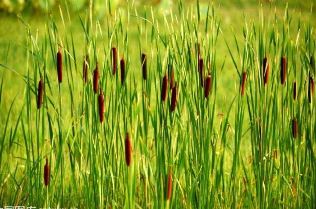 Hai xuc xich tren dong co dem ban, thu gan 200 nghin/kg-Hinh-2